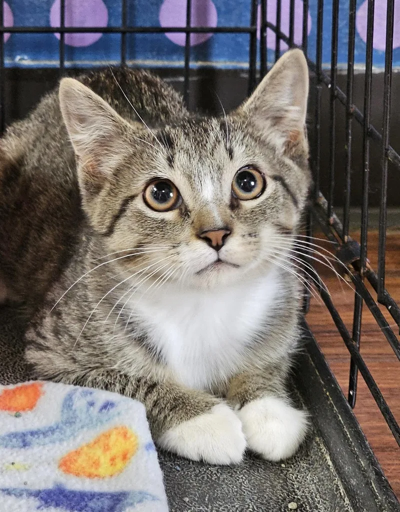 A baby medium-sized male Tabby (Tiger Striped) Domestic Short Hair cat named Fish for adoption in Breinigsville, PA
