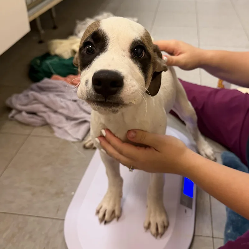 A baby medium-sized male White / Cream Boxer dog named Pongo for adoption in Dodgeville, WI