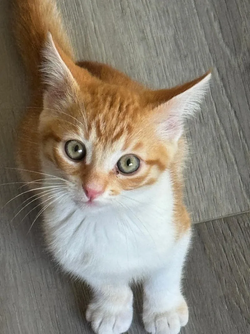 A baby medium-sized male Orange & White Tabby cat named Nolan for adoption in Vacaville, CA