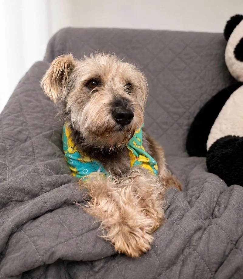 An adult small-sized male White / Cream Schnauzer dog named Jimmy for adoption in Fredericksburg, VA