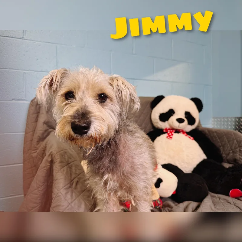 Jimmy thumbnail 4