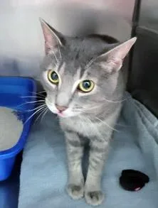An adult medium-sized male Domestic Short Hair cat named Walrus for adoption in Fishers, IN