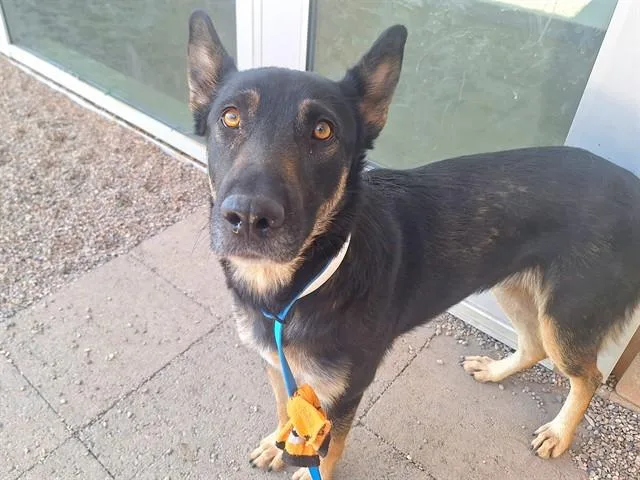 An adult medium-sized female German Shepherd Dog dog named Tiramisu for adoption in Mesa, AZ