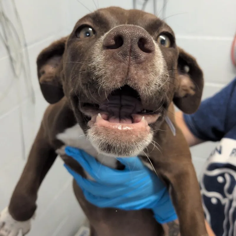 A baby small-sized female Brown / Chocolate American Staffordshire Terrier dog named Brownie for adoption in Hattiesburg, MS