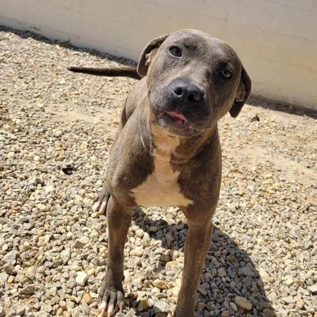 Victoria thumbnail 3