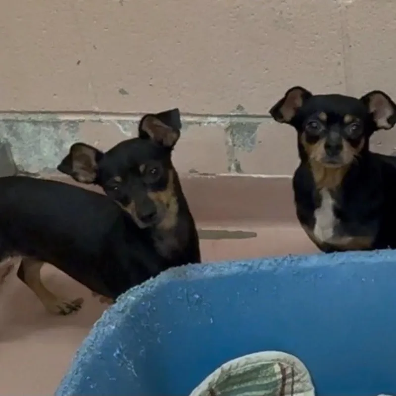 An adult small-sized female Tricolor (Brown, Black, & White) Chihuahua dog named Odette for adoption in Shermans Dale, PA