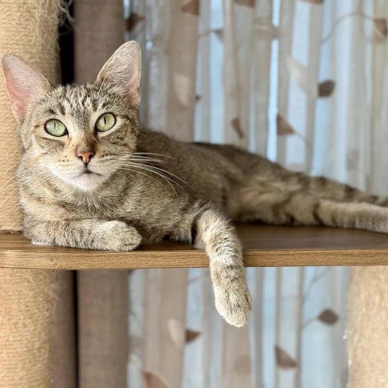 An adult small-sized female Brown / Chocolate Domestic Short Hair cat named Gia for adoption in Los Angeles, CA