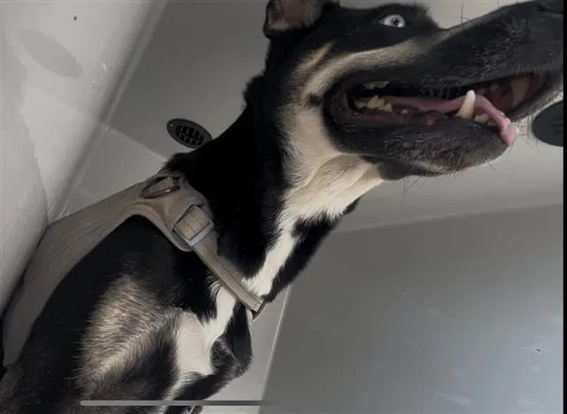 An adult medium-sized female Siberian Husky dog named Luna for adoption in Houston, TX