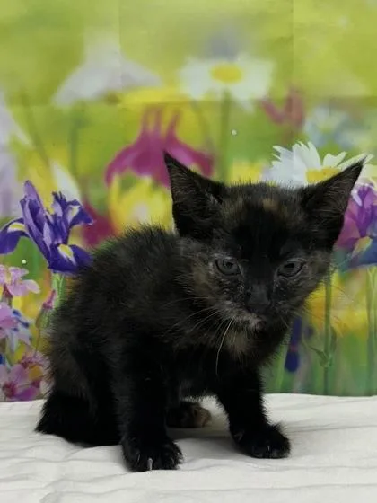 A baby small-sized female Domestic Short Hair cat named Penny for adoption in San Antonio, TX