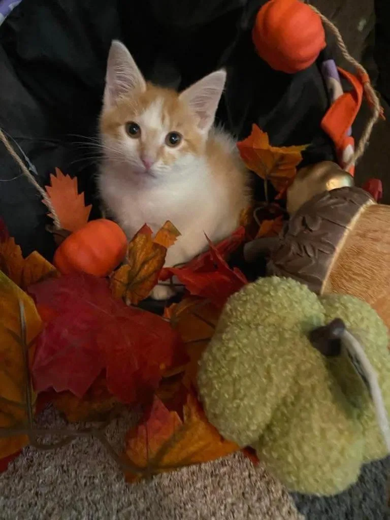 A baby small-sized male Domestic Short Hair cat named Saffron for adoption in Effingham, IL