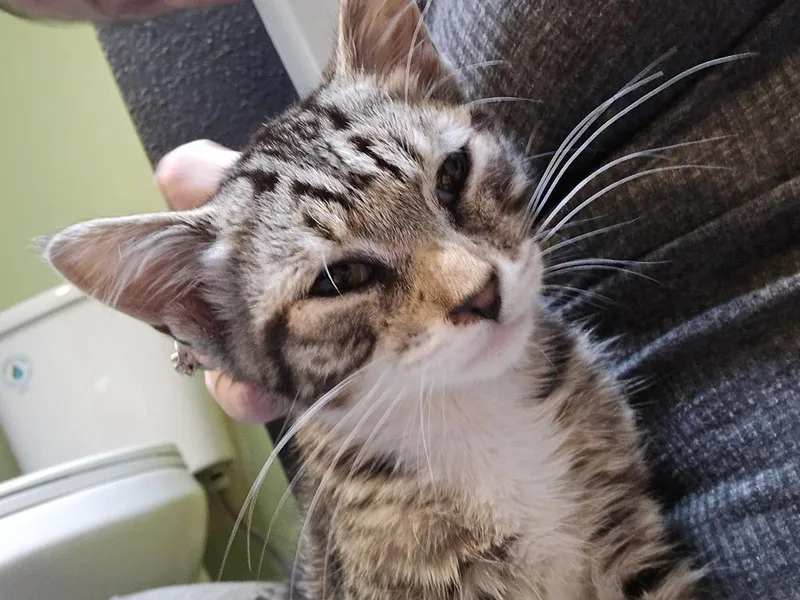 A baby small-sized male Domestic Short Hair cat named Wile E Coyote for adoption in Vancouver, WA