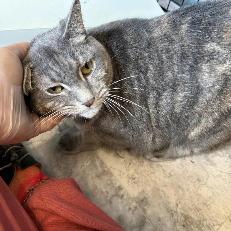 An adult large-sized female Gray / Blue / Silver Domestic Short Hair cat named Ursula for adoption in Oak Hill, WV