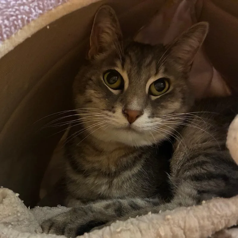 A senior large-sized male Gray / Blue / Silver Domestic Short Hair cat named Meatball for adoption in Redwood City, CA
