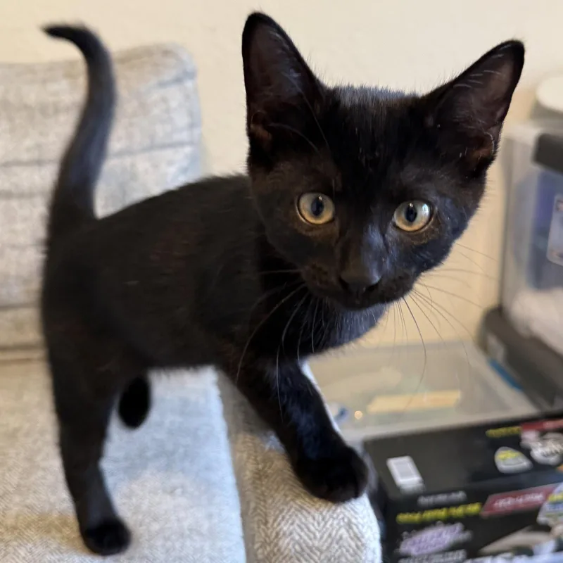 A baby medium-sized male Black Domestic Short Hair cat named Stark for adoption in St. Cloud, FL