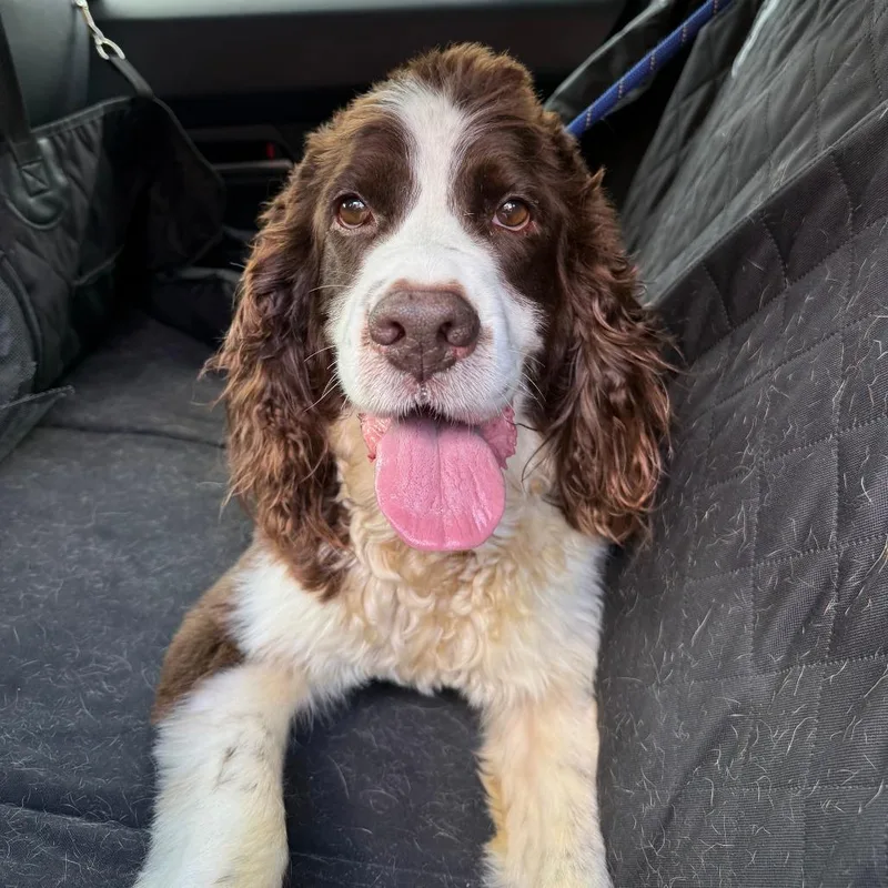 A senior medium-sized male Brown / Chocolate English Springer Spaniel dog named Bailey for adoption in Weatherford, TX