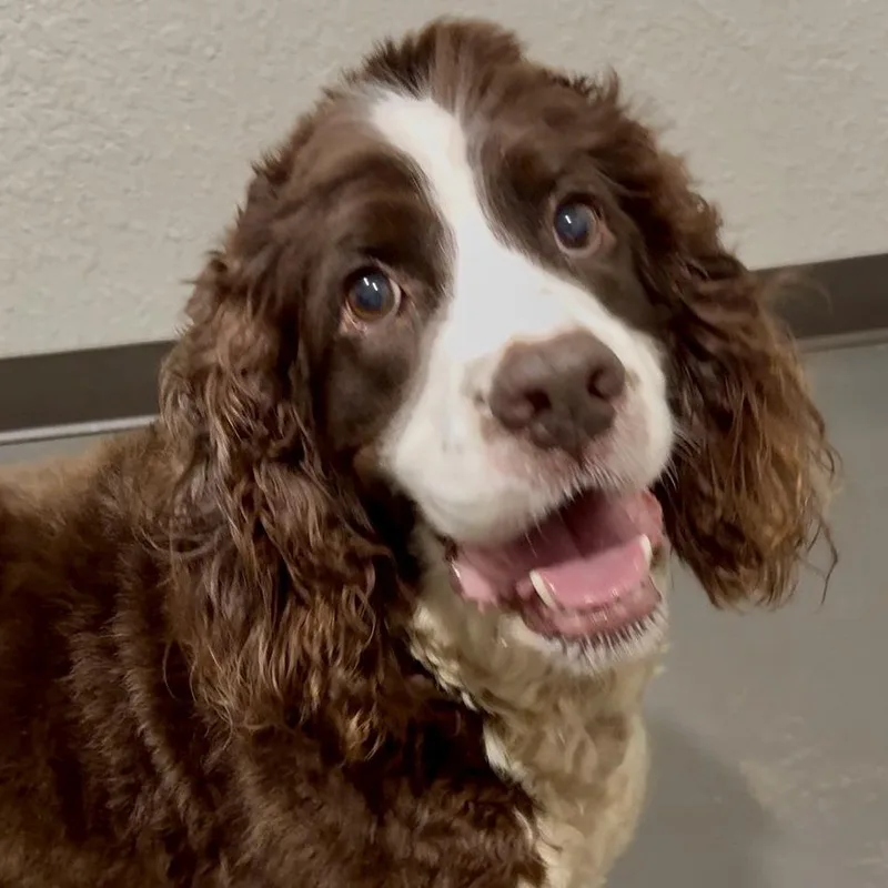 Bailey thumbnail 2