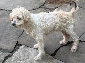 An adult small-sized male White / Cream Shih poo dog named Onion for adoption in Wingdale, NY