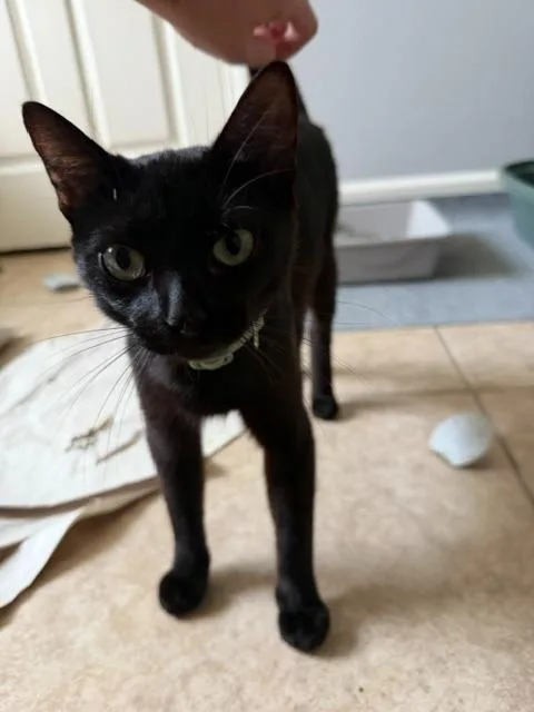 A young medium-sized female Domestic Short Hair cat named JiJi for adoption in Little Rock, AR