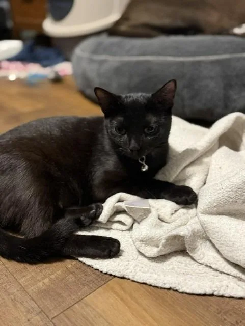 JiJi thumbnail 3