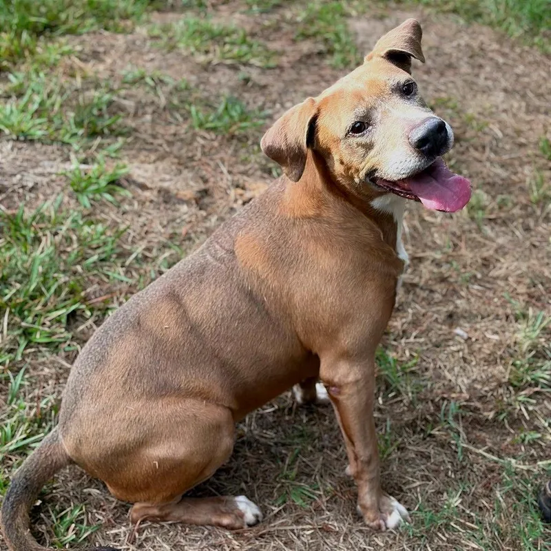 A senior medium-sized female Pit Bull Terrier dog named Paige for adoption in Lufkin, TX