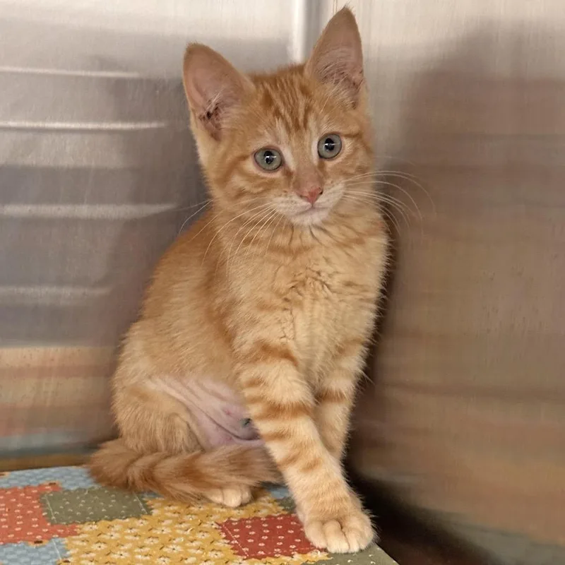 A baby small-sized female Orange / Red Domestic Short Hair cat named Acadia for adoption in Hailey, ID