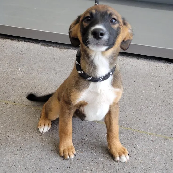 A baby small-sized male Brown / Chocolate Mixed Breed dog named Light Blue for adoption in Las Cruces, NM