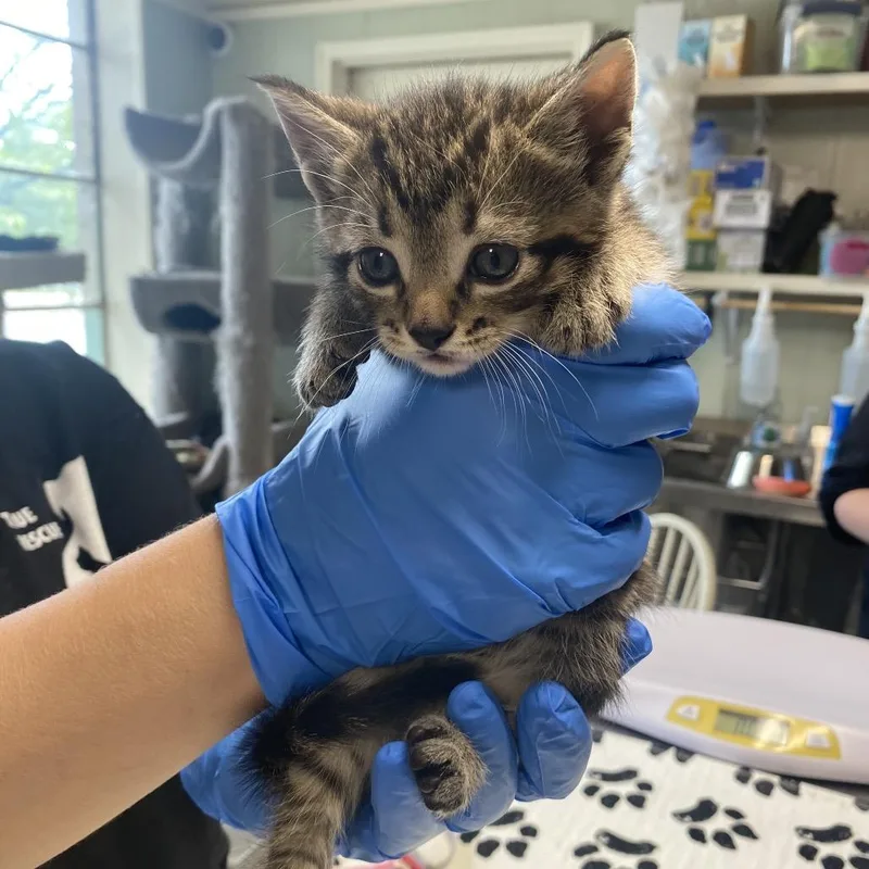 A baby small-sized male Brown / Chocolate Domestic Short Hair cat named Slash for adoption in Mount Juliet, TN