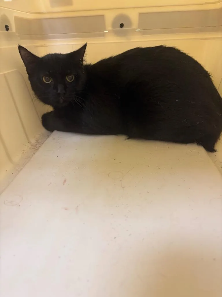 A young medium-sized female Domestic Short Hair cat named Midnight for adoption in Crossville, TN
