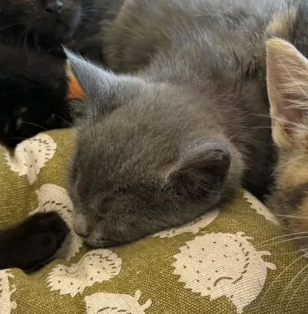 A baby medium-sized female Gray / Blue / Silver Domestic Short Hair cat named Cator for adoption in Parma, OH