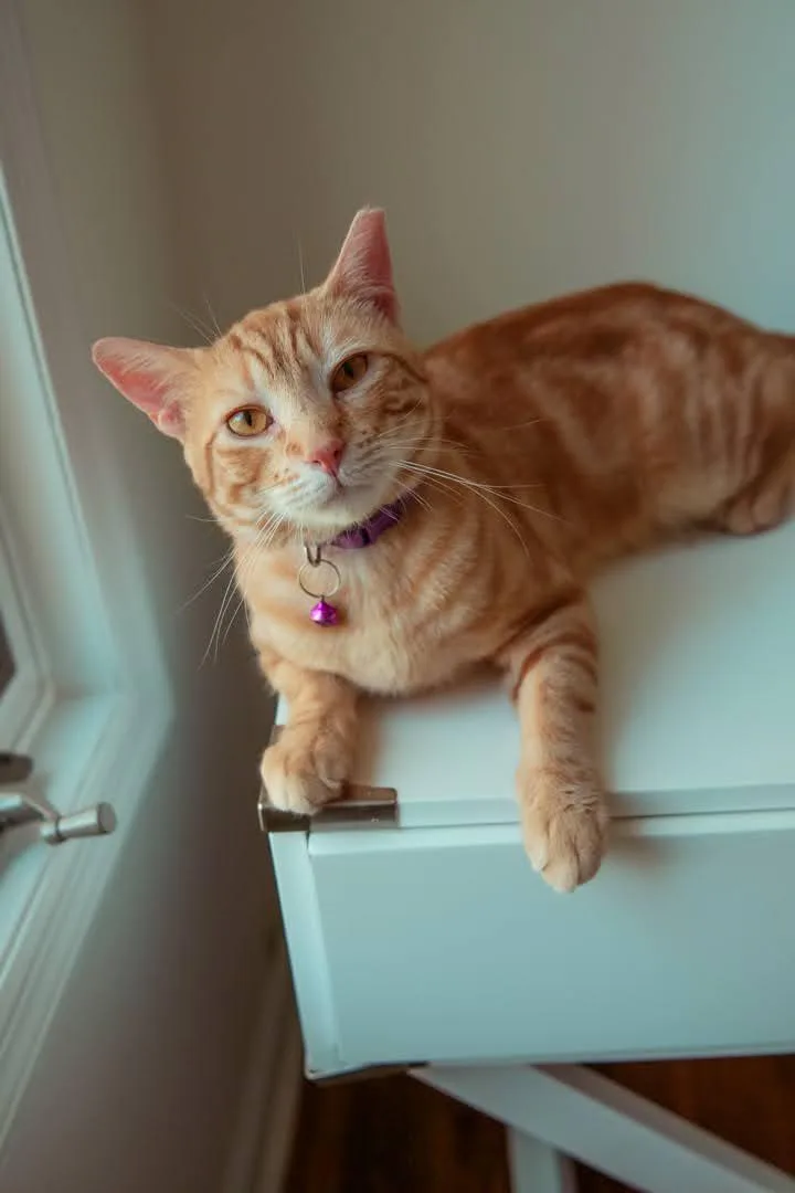 An adult medium-sized male Orange & White Domestic Short Hair cat named Nacho for adoption in Jersey City, NJ