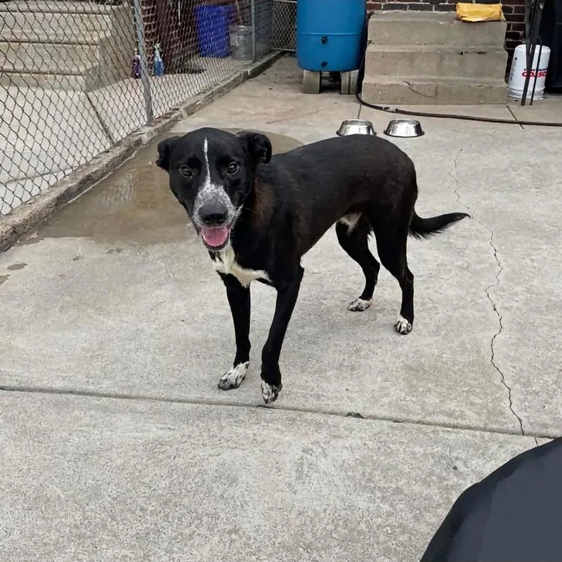A baby medium-sized male Border Collie dog named Maki for adoption in Philadelphia, PA