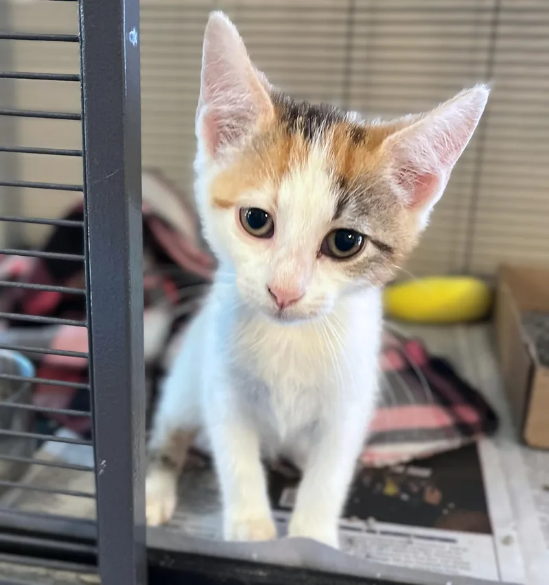 A baby medium-sized female Calico Domestic Short Hair cat named Clover for adoption in Seville, OH