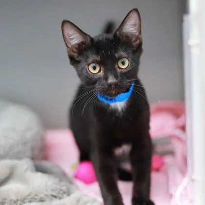 A baby small-sized male Black Domestic Short Hair cat named Petrie for adoption in Atlanta, GA