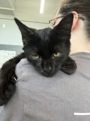 An adult small-sized male Domestic Short Hair cat named Babycakes for adoption in West Chester, PA