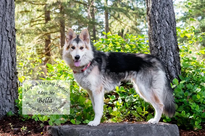Bella thumbnail 5