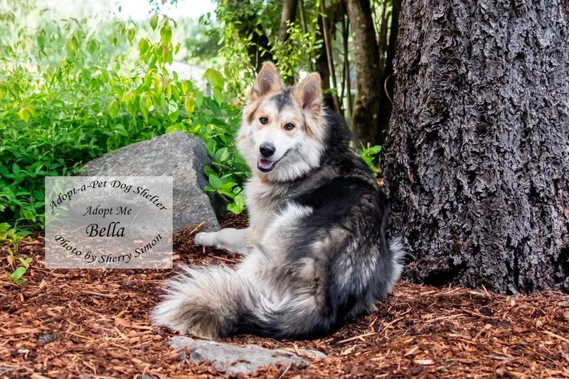 Bella thumbnail 6