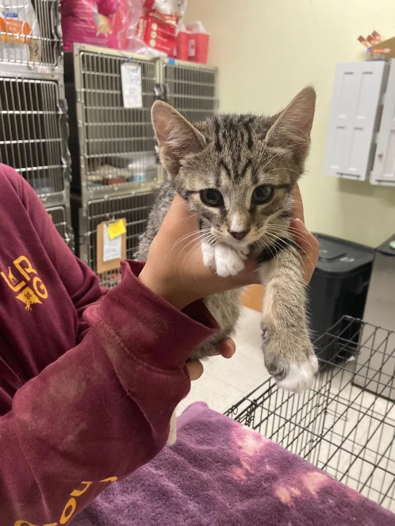A baby small-sized male Domestic Short Hair cat named Henley for adoption in Meriden, CT