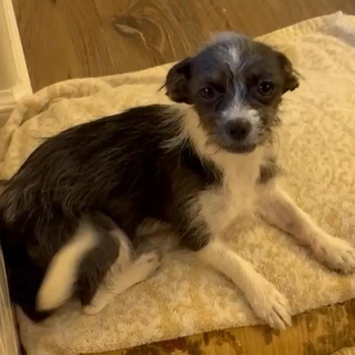 A young small-sized female Terrier dog named Journey for adoption in Point Richmond, CA