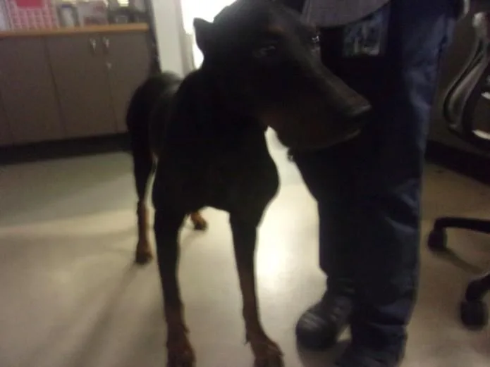 An adult large-sized male Doberman Pinscher dog named Norm for adoption in Van Nuys, CA