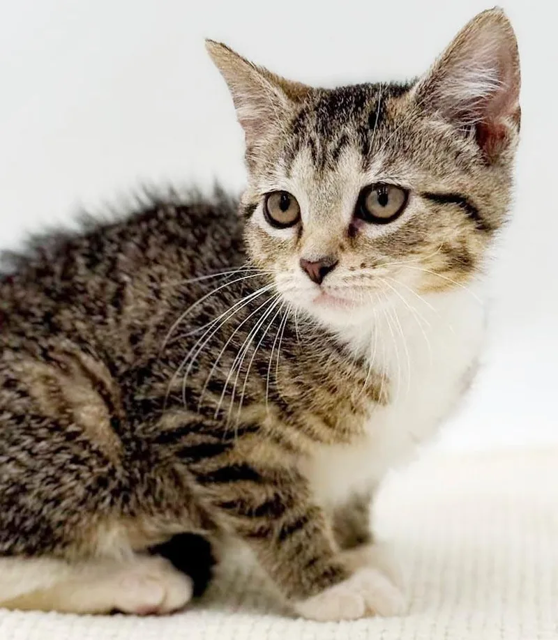A baby small-sized female Tabby (Leopard / Spotted) Bengal cat named Missy is a mushball for adoption in Bedford Hills, NY