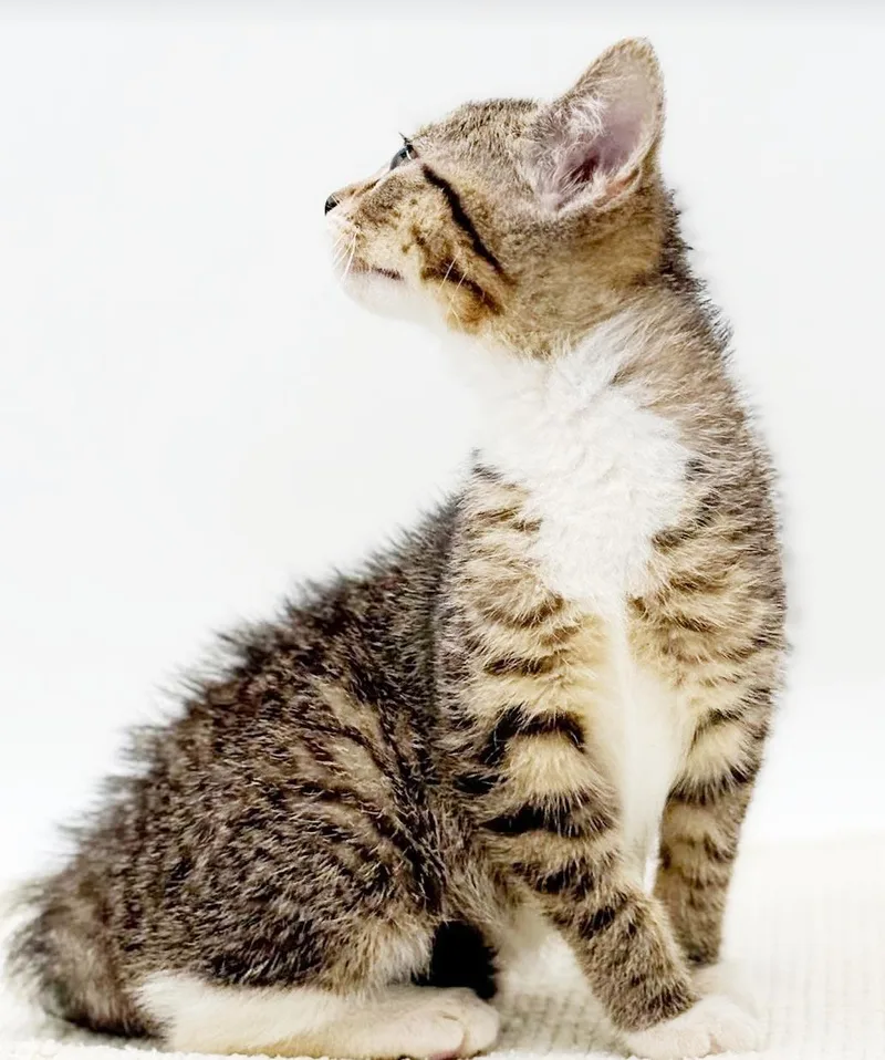 Missy is a mushball thumbnail 2