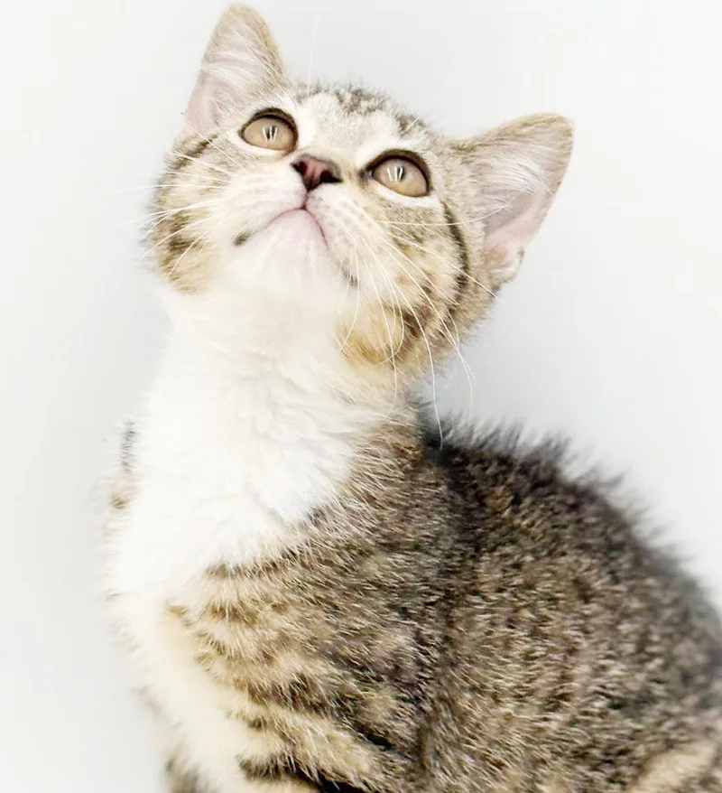 Missy is a mushball thumbnail 3