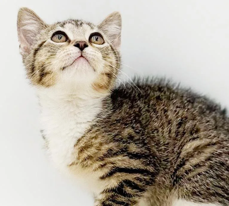 Missy is a mushball thumbnail 4