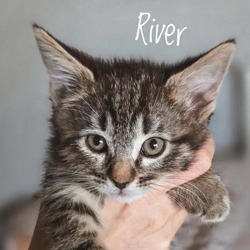 A baby small-sized female Brown / Chocolate Domestic Short Hair cat named River for adoption in Las Vegas, NV