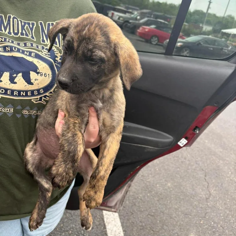 A baby medium-sized male Brown / Chocolate Boxer dog named Wyatt for adoption in Columbia Station, OH
