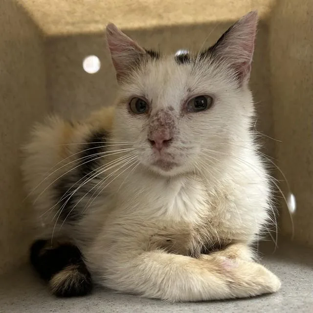 A young small-sized female Domestic Short Hair cat named Thimble for adoption in Lincolnton, NC