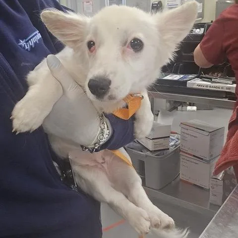 A baby small-sized female White / Cream Corgi dog named Nova for adoption in Lakehead, CA