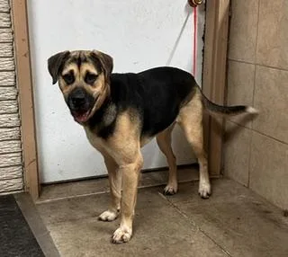 An adult large-sized male German Shepherd Dog dog named George for adoption in Denison, IA