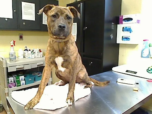 A young medium-sized female Hound dog named Kila for adoption in Cookeville, TN