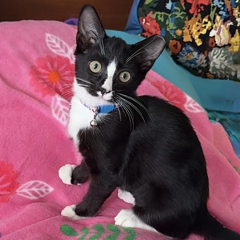 A baby small-sized female Black Domestic Short Hair cat named Polly for adoption in Lauderhill, FL
